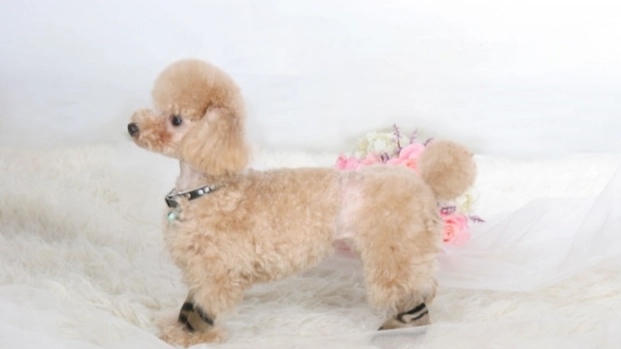 貴賓犬平均壽命