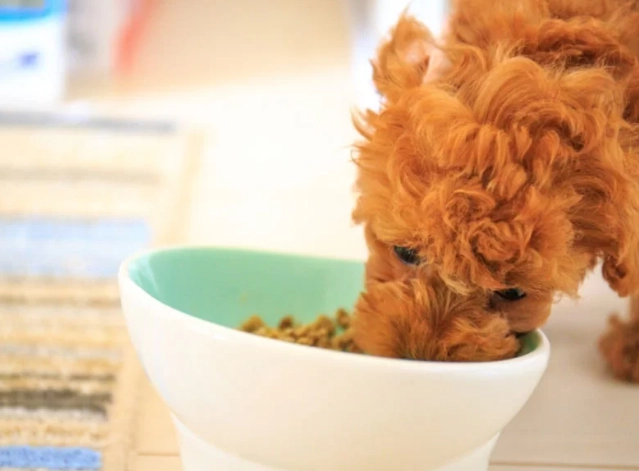 寵物牛奶替代品