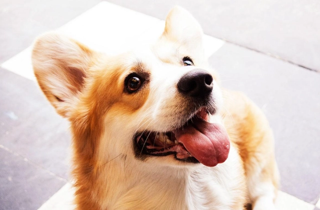 狗狗嚶嚶叫處理