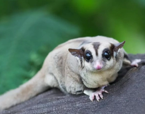 蜜袋鼯護理技巧