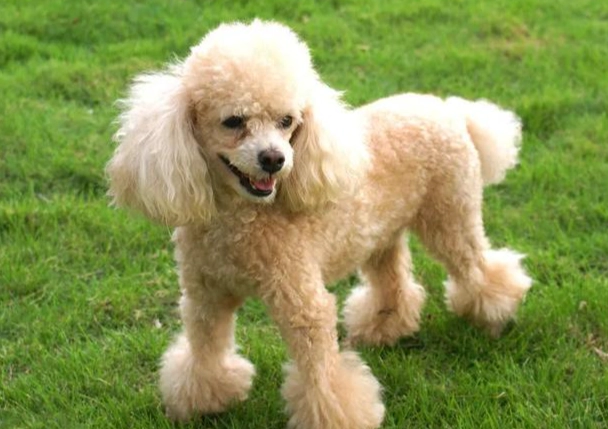 蝦子對狗的影響 蝦子對狗的影響