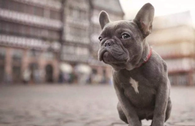 狗狗抽搐原因 狗狗抽搐原因