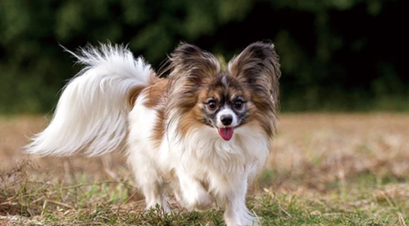 狗狗沒精神怎麼辦