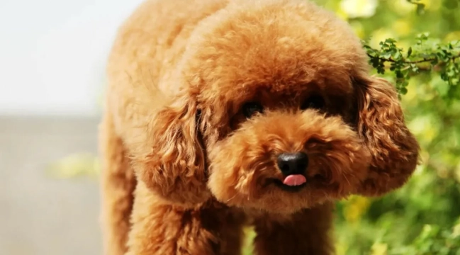 寵物狗壽命評估