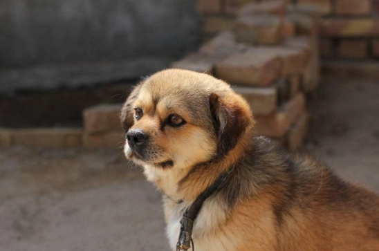 如何讓土狗活更久