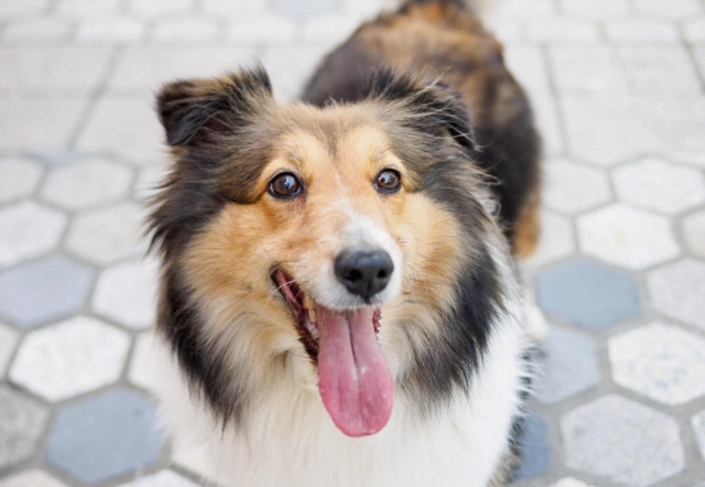 中型犬平均壽命