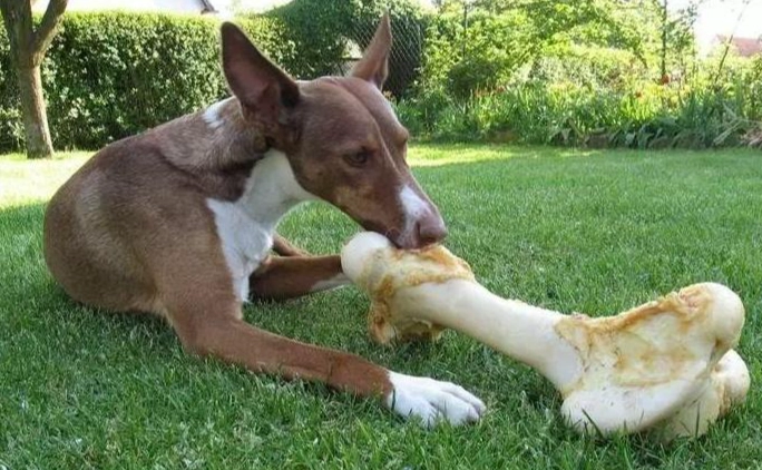 蝦頭對狗的影響