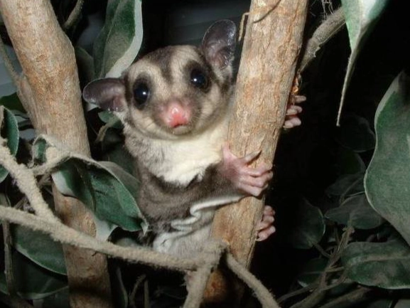 蜜袋鼯臭腺清潔