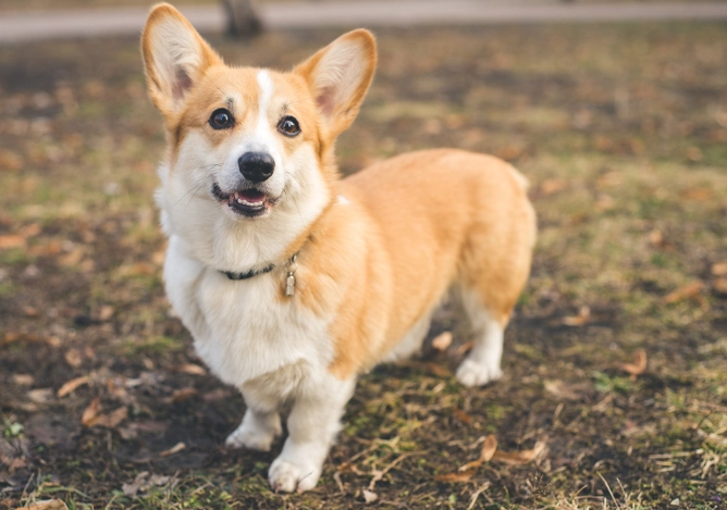 狗飼料選擇技巧
