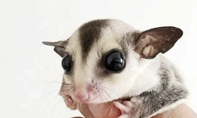 蜜袋鼯壽命計算