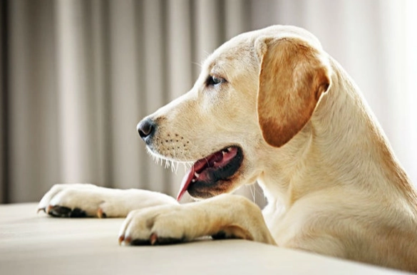 狗狗一天睡多久