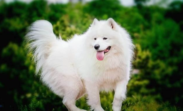 大型犬飼料品牌