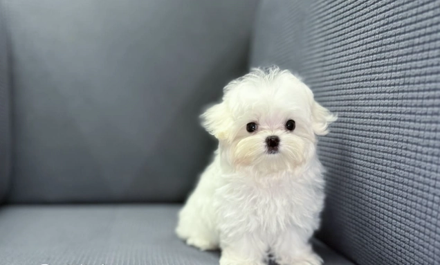 馬爾濟斯犬缺點