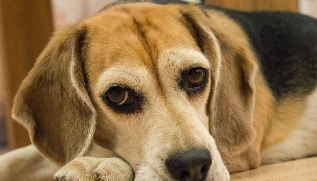 宠物临终护理 宠物临终护理