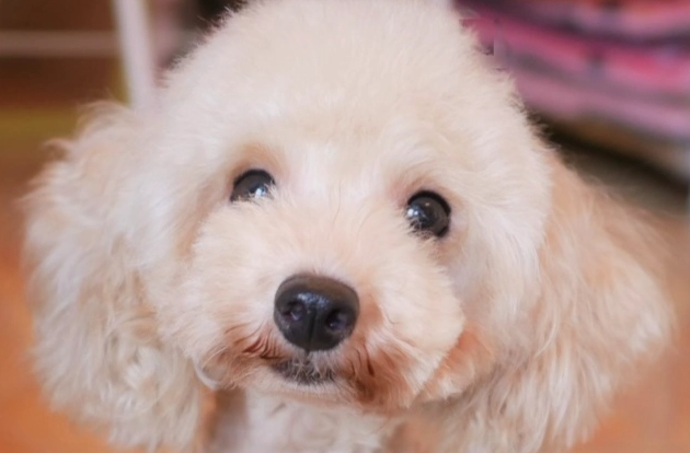 如何延長狗狗壽命