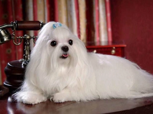 小型犬洗澡建議