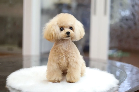 迷你貴賓犬尺寸