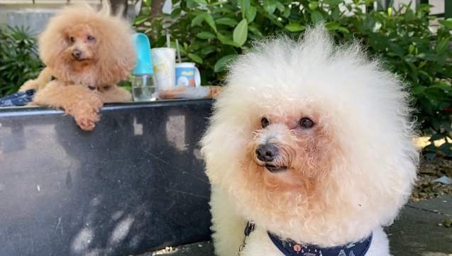 比熊貴賓混種犬