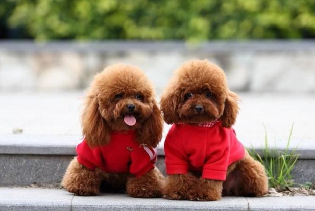 延長玩具貴賓壽命 延長玩具貴賓壽命