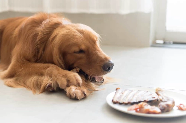 狗狗海鮮飲食 狗狗海鮮飲食