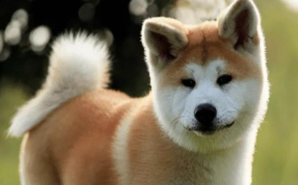 狗狗結紮頭套時間