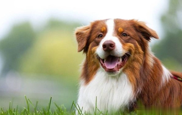 狗狗眼睛腫脹 狗狗眼睛腫脹