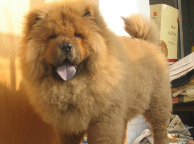 狗狗眼睛紅紅治療