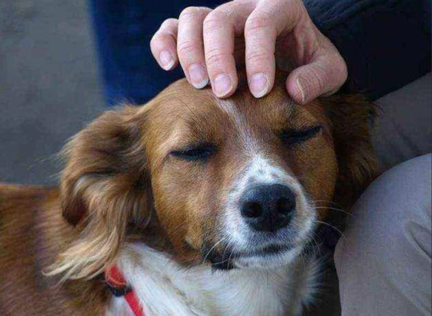 如何處理狗狗記仇