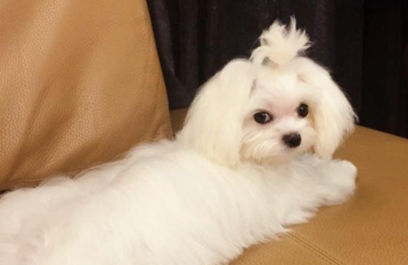 馬爾濟斯犬飼養