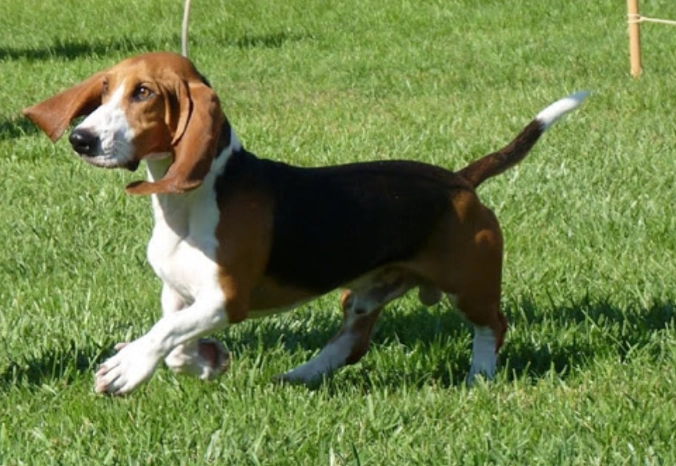小型獵犬推薦 小型獵犬推薦