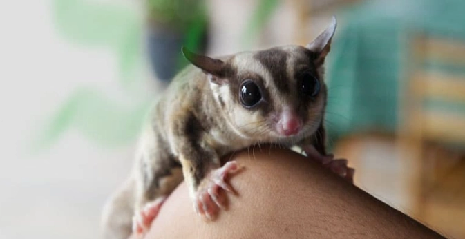 蜜袋鼯溫度控制