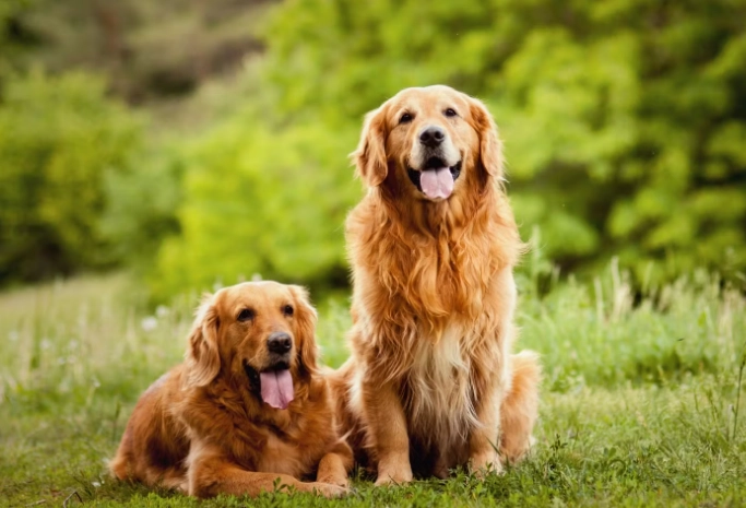狗飼料成分怎麼看