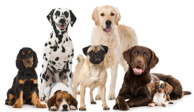 中型犬每日餵食量