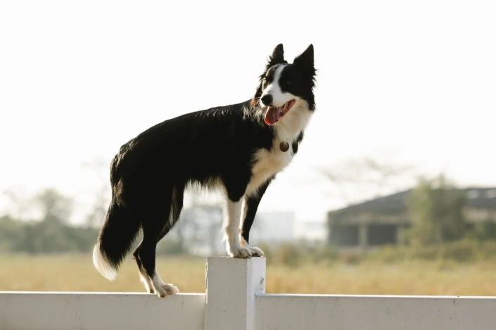 邊境牧羊犬性格 邊境牧羊犬性格