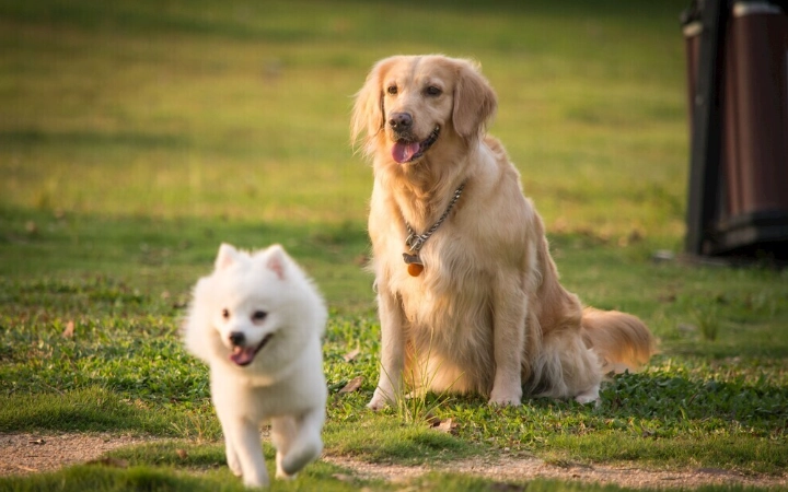 狗狗結紮頭套時間