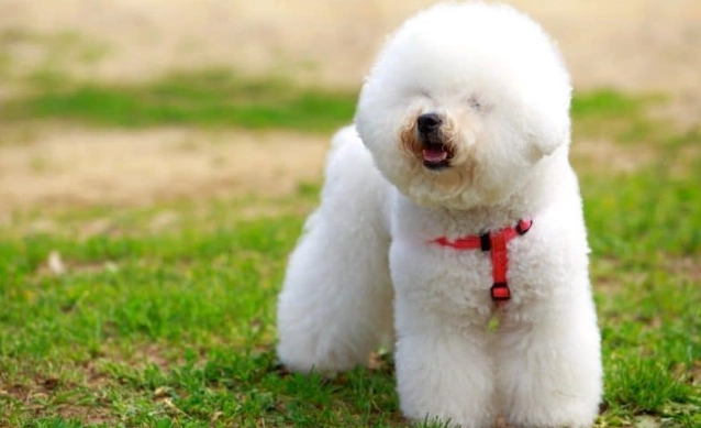 比熊犬掉毛 比熊犬掉毛