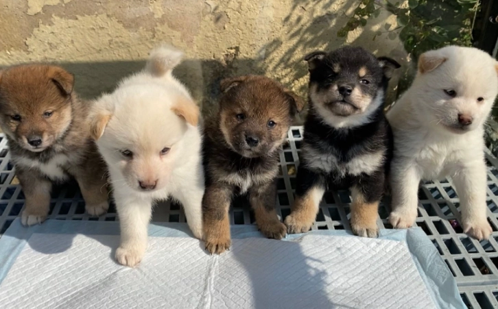 幼犬餵食時間表