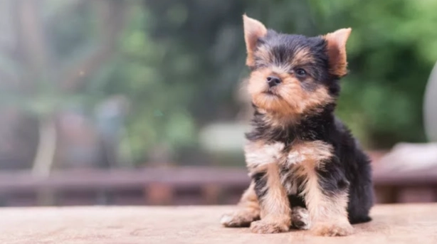 狗狗結紮恢復時間