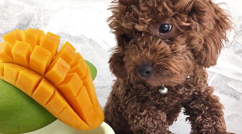 狗狗吃芒果安全嗎