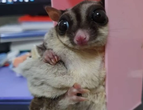 蜜袋鼯訓練方法