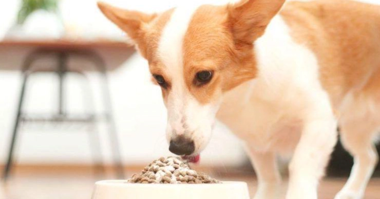 狗狗飲食禁忌