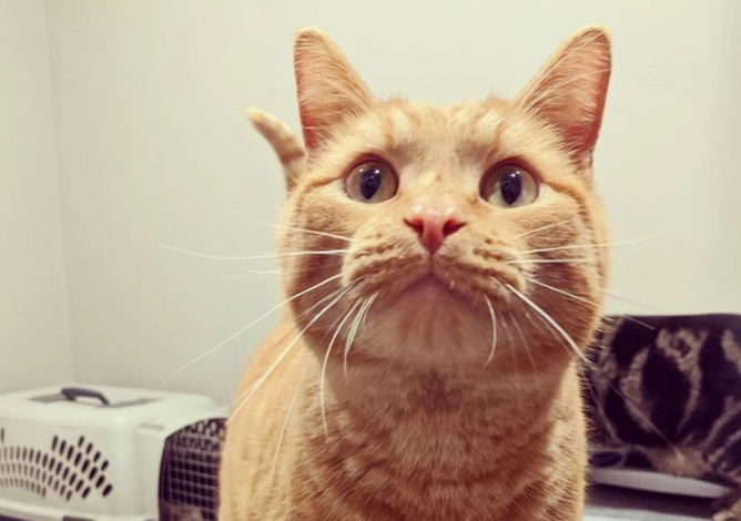 貓咪智力年齡 貓咪智力年齡