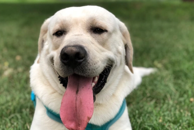 寵物眼部疾病 寵物眼部疾病