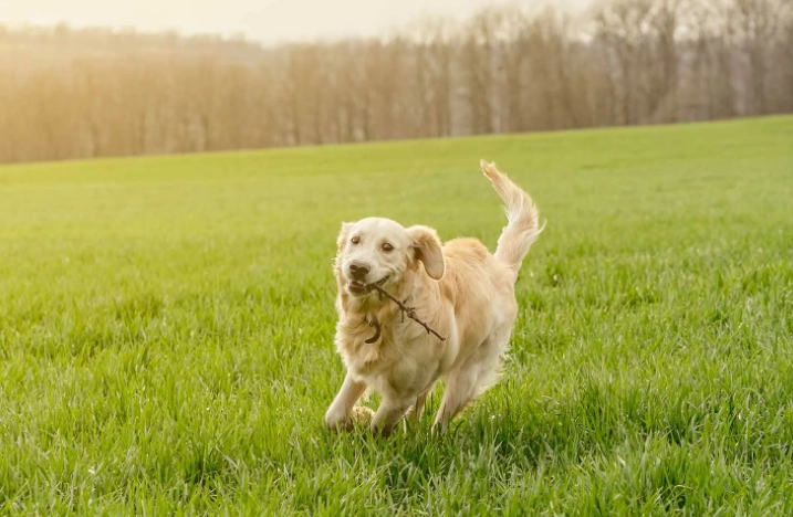 黃金獵犬清潔指南 黃金獵犬清潔指南