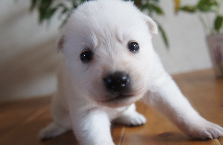 狗狗驅蟲時間 狗狗驅蟲時間