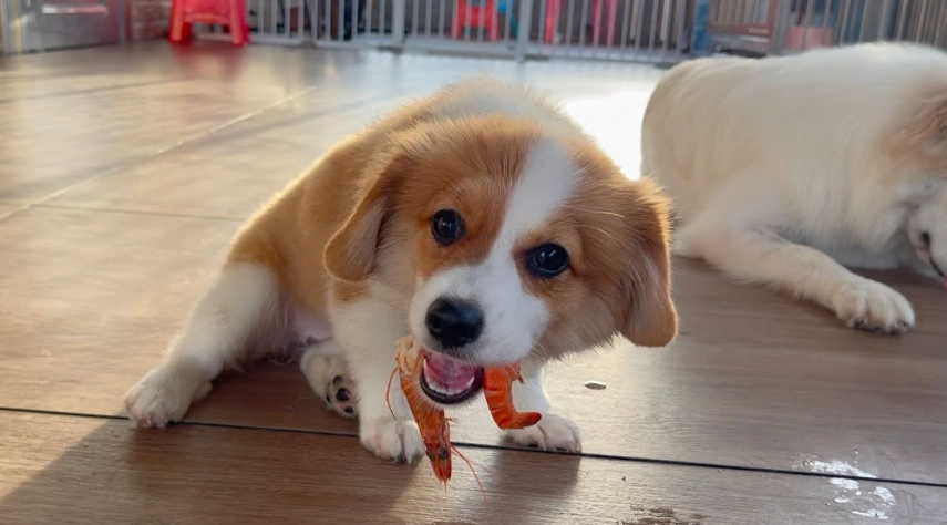 狗狗吃蝦頭安全嗎