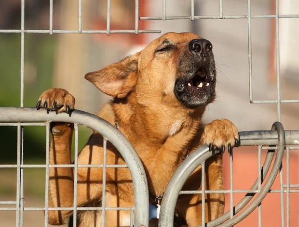 狗狗嚶嚶叫處理