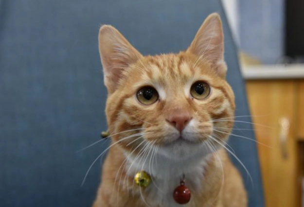 貓咪智力年齡 貓咪智力年齡