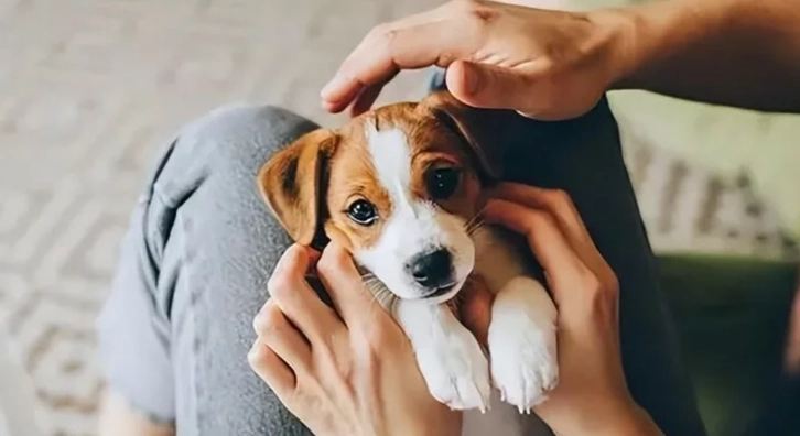 狗狗嚶嚶叫處理方法 狗狗嚶嚶叫處理方法