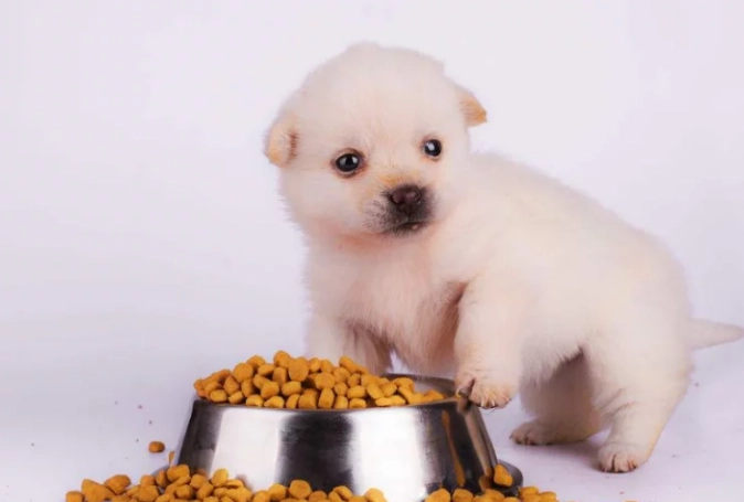 狗狗飼養成本 狗狗飼養成本